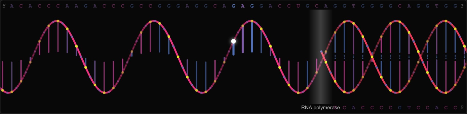Icosmo Helix: transcription from DNA to mRNA